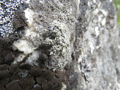 Stereocaulon saxatile