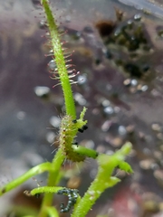 Buckleria paludum