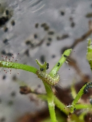 Buckleria paludum