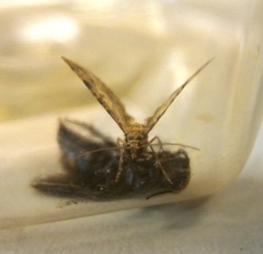 Pseudocollix hyperythra