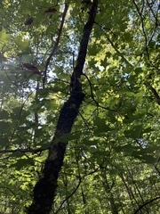 Acer leucoderme