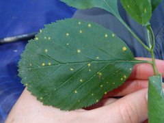 Crataegus succulenta