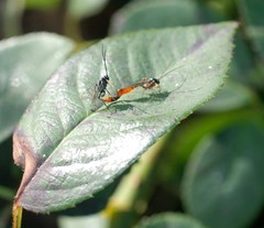 Ichneumonidae