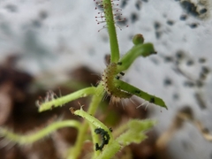 Buckleria paludum