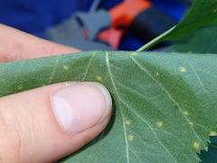 Crataegus succulenta