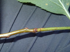 Crataegus succulenta