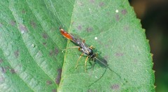 Ichneumonidae