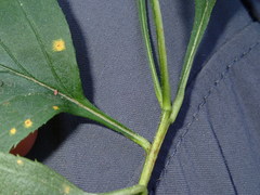 Crataegus succulenta