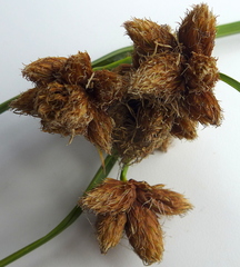 Bolboschoenus maritimus paludosus