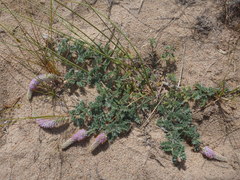 Dalea villosa villosa