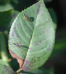 Ichneumonidae