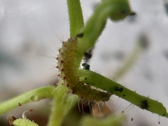 Buckleria paludum