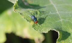 Calliphoridae
