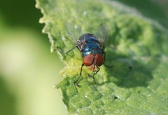 Calliphoridae