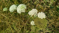 Visnaga daucoides