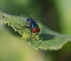 Calliphoridae