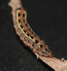 Lepidoptera