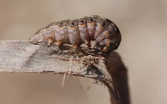 Lepidoptera