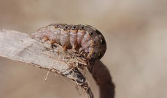 Lepidoptera