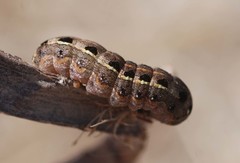 Lepidoptera