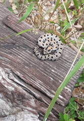 Sistrurus miliarius streckeri