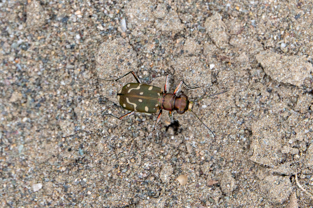Lophyra hilariola