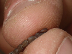 Serradigitus gertschi