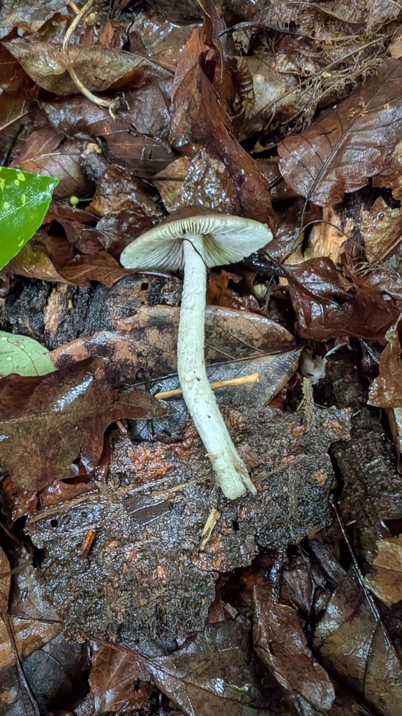 Coprinopsis cineraria · June 2025 · photo: © atsushi_nakajima_cirque (iNaturalist, cc-by)