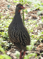Pternistis afer castaneiventer