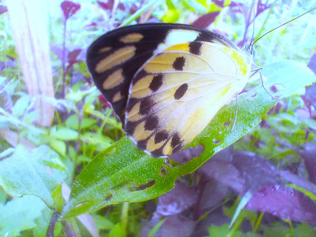 https://inaturalist-open-data.s3.amazonaws.com/photos/522385025/large.jpg