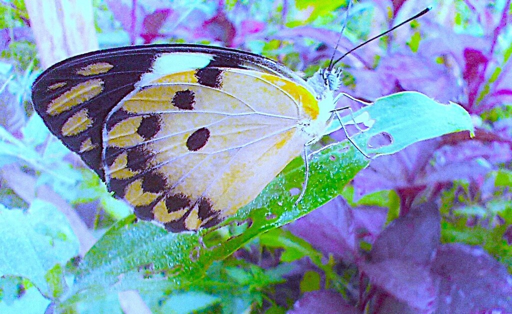 https://inaturalist-open-data.s3.amazonaws.com/photos/522385090/large.jpg