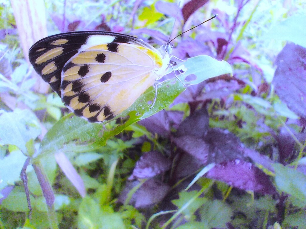 https://inaturalist-open-data.s3.amazonaws.com/photos/522385093/large.jpg