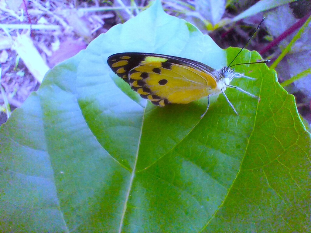 https://inaturalist-open-data.s3.amazonaws.com/photos/522385154/large.jpg