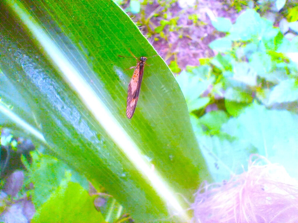 https://inaturalist-open-data.s3.amazonaws.com/photos/522385520/large.jpg