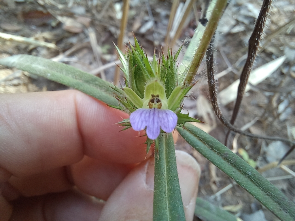Blepharis menocotyle