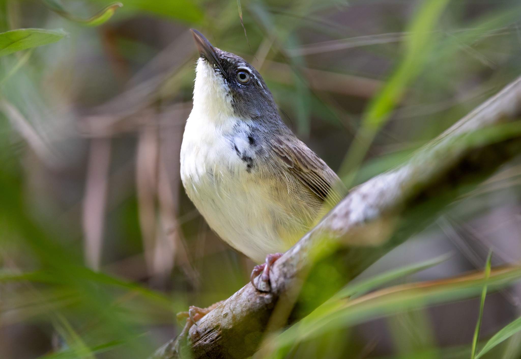 Hill Prinia