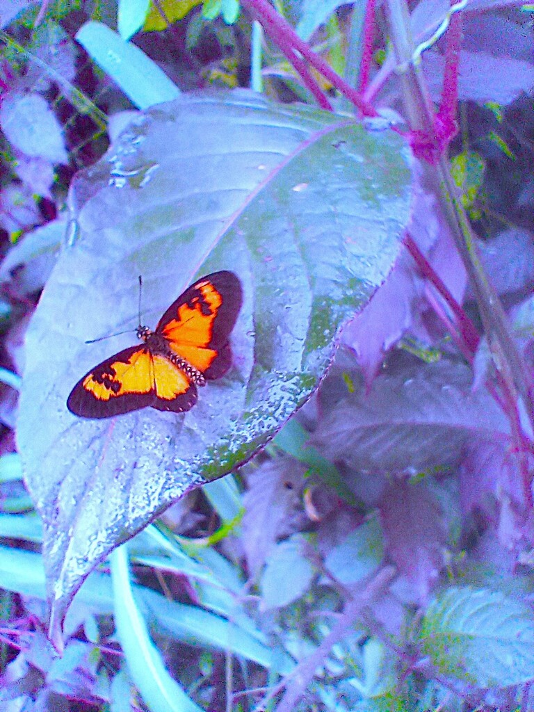 https://inaturalist-open-data.s3.amazonaws.com/photos/522385693/large.jpg