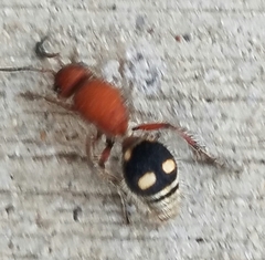 Dasymutilla quadriguttata