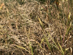 Panicum miliaceum ruderale