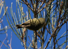 Yellow Thornbill photo 5