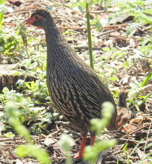 Pternistis afer castaneiventer