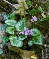 Cyclamen