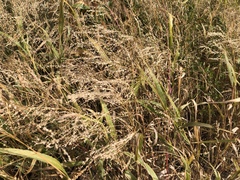 Panicum miliaceum ruderale