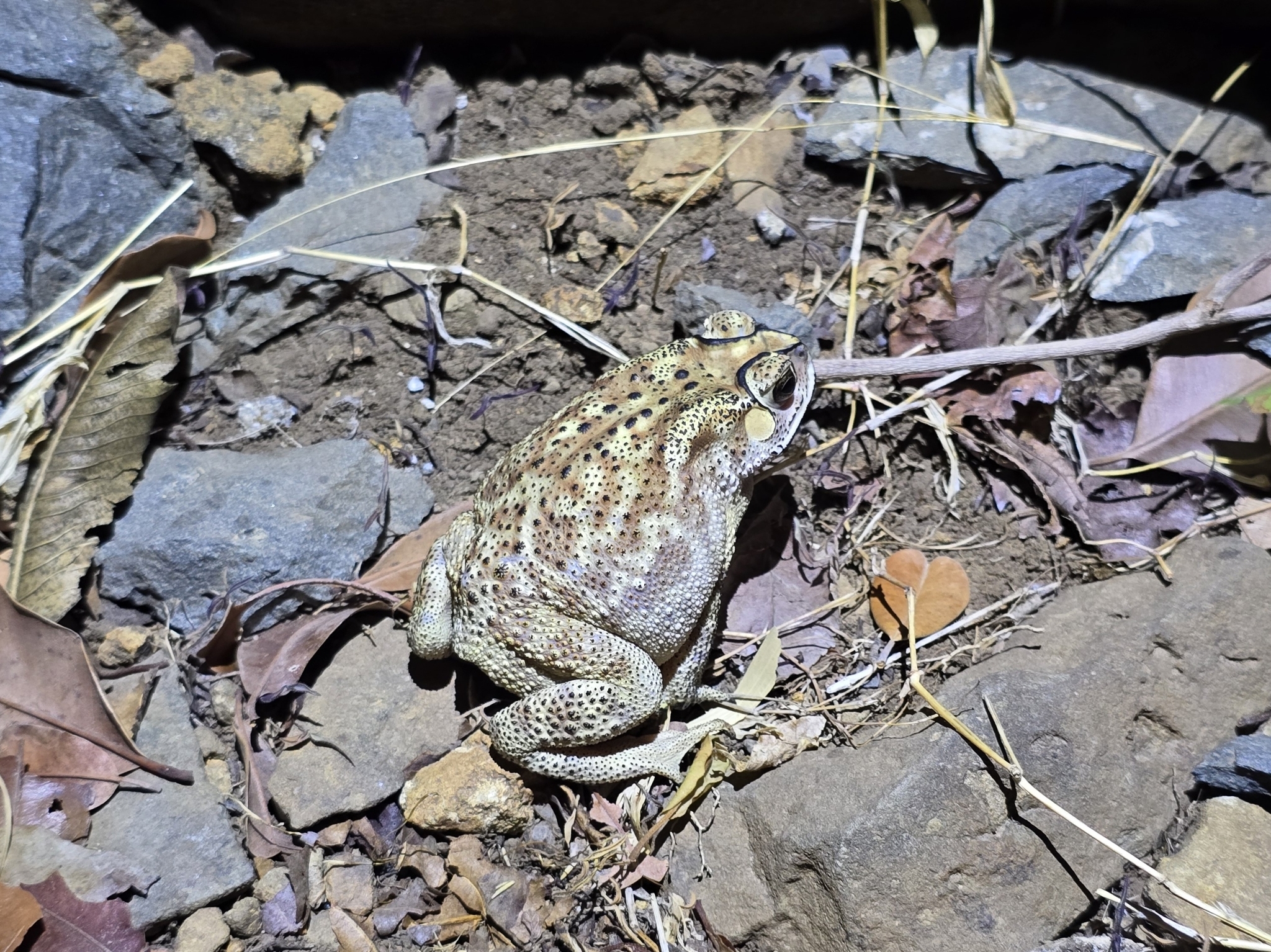 Indian Common True Toad