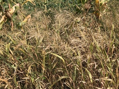 Panicum miliaceum ruderale