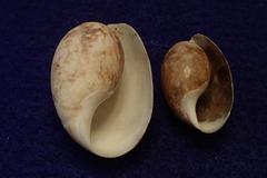 Bulla vernicosa