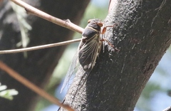 Diceroprocta semicincta