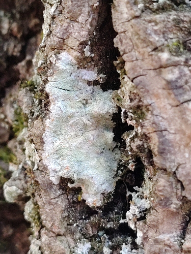 Weiße Blatternflechte