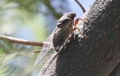 Diceroprocta semicincta