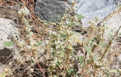 Cuscuta umbellata